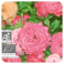 → HUILE ESSENTIELLE DE ROSE DE DAMAS BIO