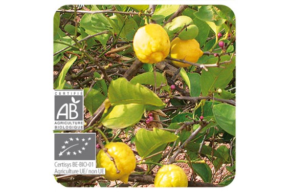 → HUILE ESSENTIELLE DE CITRON BIO