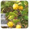 → HUILE ESSENTIELLE DE CITRON BIO