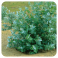 → HUILE ESSENTIELLE D'EUCALYPTUS GLOBULEUX