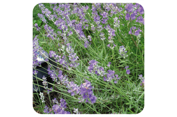 → HUILE ESSENTIELLE DE LAVANDE VRAIE, FINE, OFFICINALE - BIO