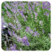 → HUILE ESSENTIELLE DE LAVANDE VRAIE, FINE, OFFICINALE - BIO