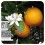 → HUILE ESSENTIELLE D'ORANGE DOUCE BIO