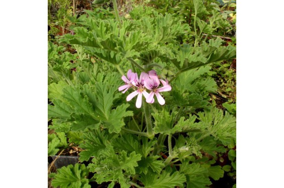 → HUILE ESSENTIELLE DE GERANIUM BOURBON