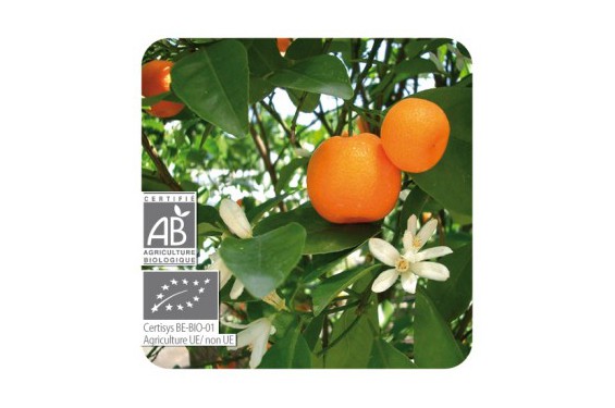 → HUILE ESSENTIELLE DE MANDARINE BIO