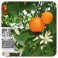 → HUILE ESSENTIELLE DE MANDARINE BIO