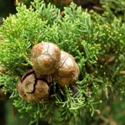 Le cyprès : la plante de l'hiver !